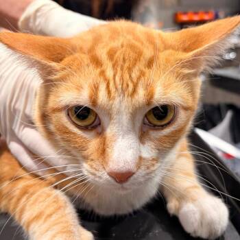 Krampus -  Domestic Short Hair Cat for Adoption in Tampa, Florida - Krampus | PetCurious