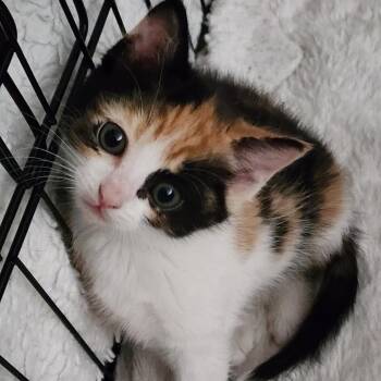 GEORGETTE -  Domestic Short Hair Cat Available for Adoption in Graham, Washington - GEORGETTE | PetCurious