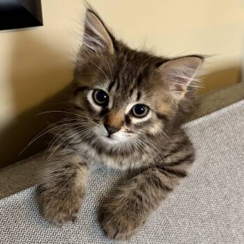 Joni -  Domestic Medium Hair Cat for Adoption in Ottawa, Ontario - Joni | PetCurious