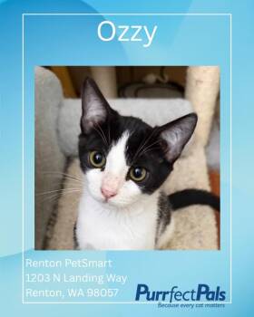 Ozzy -  Domestic Short Hair Cat for Adoption in Arlington, Washington - Ozzy | PetCurious