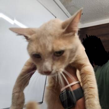 Tommy -  Domestic Short Hair Cat for Adoption in Evensville, Tennessee - Tommy | PetCurious