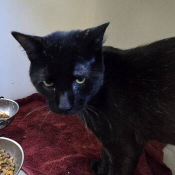 Rescue Domestic Short Hair Cats for Adoption in Tawas City, Michigan - Traveler | PetCurious