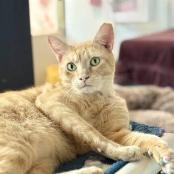 ORAN -  Domestic Short Hair Cat for Adoption in Fort Lauderdale, Florida - ORAN | PetCurious
