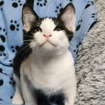 OREO -  Domestic Short Hair Cat for Adoption in Graham, Washington - OREO | PetCurious