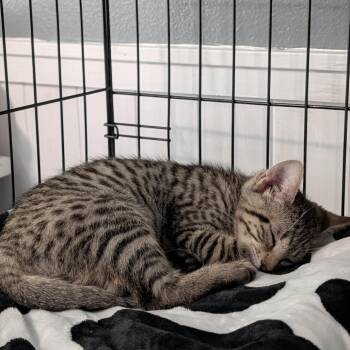 Veto -  Domestic Short Hair Cat for Adoption in Belfair, Washington - Veto | PetCurious