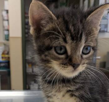 Domestic Short Hair Cats Available for Adoption in Oakland, California - Fry | PetCurious