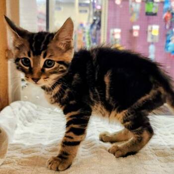 Domestic Short Hair Cats Available for Adoption in Pasadena, California - Eeny | PetCurious