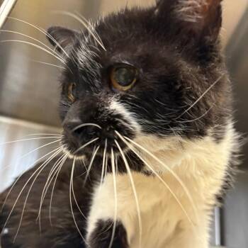 Jasper -  Domestic Short Hair Cat for Adoption in Manhattan, Kansas - Jasper | PetCurious