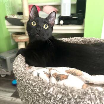 Domestic Short Hair Cats Available for Adoption in Fort Lauderdale, Florida - Frangelico | PetCurious