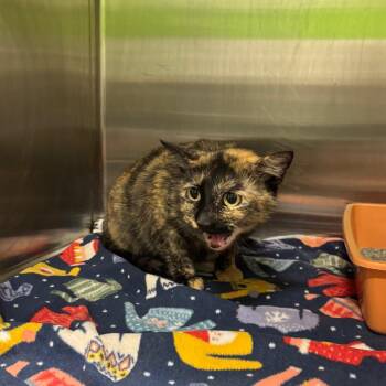 Momma C -  Domestic Short Hair Cat for Adoption in Brookfield, Missouri - Momma C | PetCurious