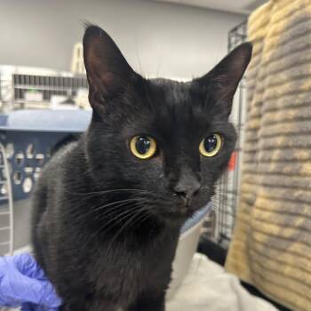 Gobi -  Domestic Short Hair Cat for Adoption in Salt Lake City, Utah - Gobi | PetCurious