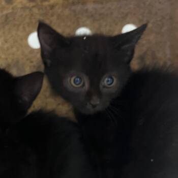 72299 -  Domestic Short Hair Cat for Adoption in Harrisonburg, Virginia - 72299 | PetCurious