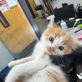 Moose -  Domestic Medium Hair Cat for Adoption - Moose | PetCurious