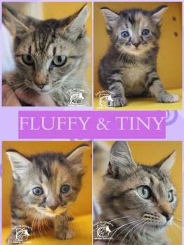 FLUFFY -  Domestic Medium Hair and Domestic Short Hair Cat for Adoption in Kenansville, North Carolina - FLUFFY | PetCurious