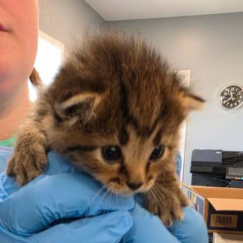 Biscuits -  Domestic Short Hair Cat for Adoption in Muncie, Indiana - Biscuits | PetCurious