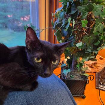Mama Rizzo -  Domestic Short Hair Cat for Adoption in La Grange, Kentucky - Mama Rizzo | PetCurious
