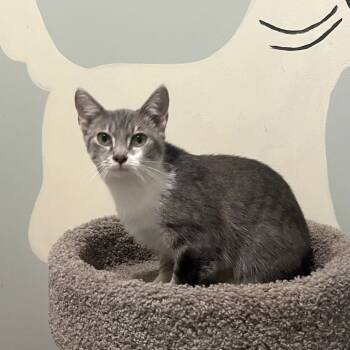Rescue Domestic Short Hair Cats for Adoption in Lexington, Kentucky - Adam | PetCurious