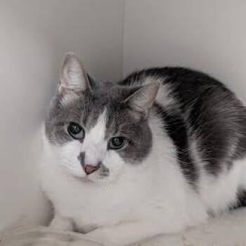 Monty -  Domestic Short Hair Cat for Adoption in Jeffersonville, Indiana - Monty | PetCurious