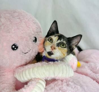 Pudding -  Calico Cat for Adoption in Tavares, Florida - Pudding | PetCurious