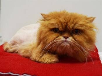 Persian Cats Available for Adoption in Sacramento, California - MUFASA | PetCurious