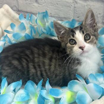 Logan -  Domestic Medium Hair Cat for Adoption in Harrisonburg, Virginia - Logan | PetCurious