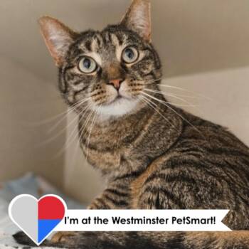 Domestic Short Hair Cats Available for Adoption in Fort Collins, Colorado - Starling | PetCurious