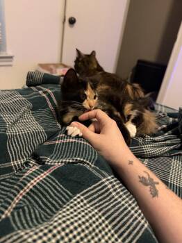 Rosetta -  Calico and Domestic Medium Hair Cat for Adoption in Dallas, Texas - Rosetta | PetCurious