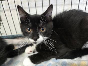 PEPPER -  Domestic Short Hair Cat for Adoption in Southbury, Connecticut - PEPPER | PetCurious