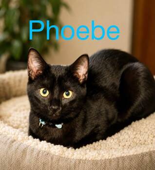 Phoebe -  Domestic Short Hair Cat for Adoption in Loogootee, Indiana - Phoebe | PetCurious