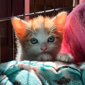 Sadie -  Domestic Short Hair Cat Available for Adoption in Aldie, Virginia - Sadie | PetCurious