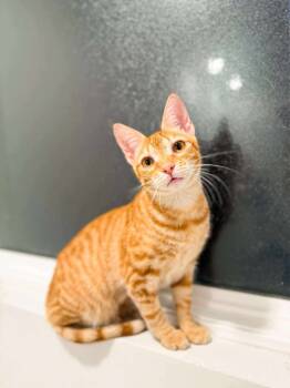 Rescue Domestic Short Hair Cats for Adoption in Augusta, Georgia - Reid | PetCurious