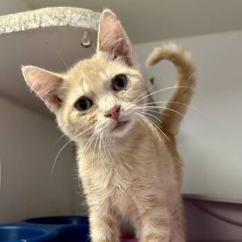 Frankie Rizzoli -  Domestic Short Hair Cat for Adoption in Saint Joseph, Missouri - Frankie Rizzoli | PetCurious