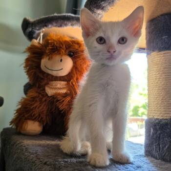 Demi -  Domestic Short Hair Cat for Adoption in Normal, Illinois - Demi | PetCurious