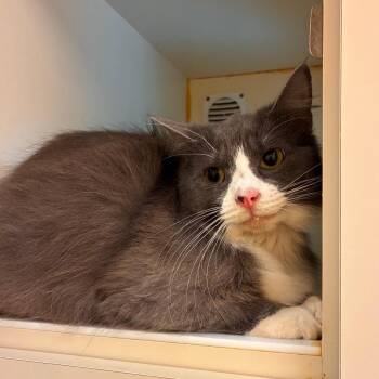 Willow -  Domestic Medium Hair Cat for Adoption in Norman, Oklahoma - Willow | PetCurious