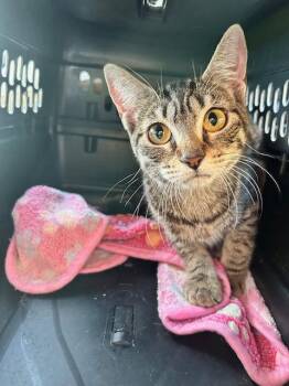 Domestic Short Hair Cats Available for Adoption - Tammy | PetCurious