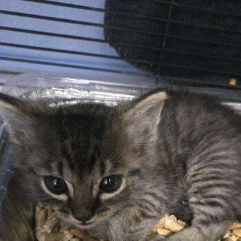 Oyster -  Domestic Medium Hair Cat for Adoption in Desert Hot Springs, California - Oyster | PetCurious
