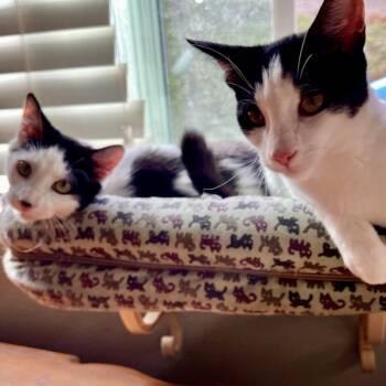 Domestic Short Hair Cats Available for Adoption - Mochii | PetCurious