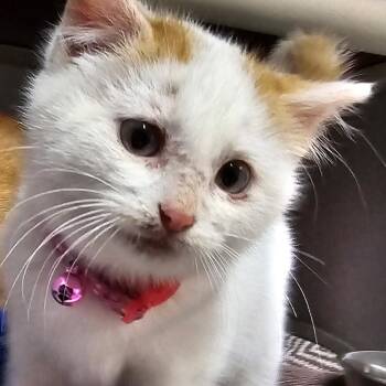 Domestic Medium Hair Cats Available for Adoption - Bandito | PetCurious