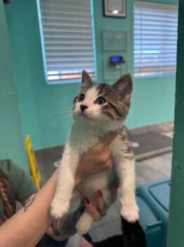 Domestic Short Hair Cats Available for Adoption - Gingerbread IL | PetCurious