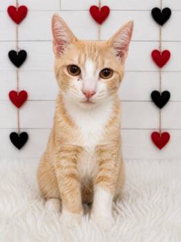 Mystic Force -  Domestic Short Hair Cat for Adoption in Corpus Christi, Texas - Mystic Force | PetCurious