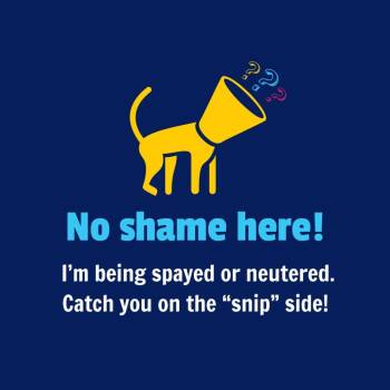 Domestic Short Hair Cats Available for Adoption - Beretta | PetCurious