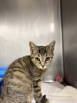 Rescue Domestic Short Hair Cats for Adoption in Salisbury, Maryland - Extra | PetCurious