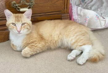 Rescue Bengal and Tabby Cats for Adoption in Ventura, California - CHEETO | PetCurious