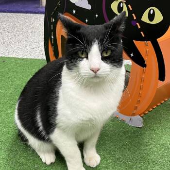 Rescue Domestic Short Hair Cats for Adoption in Richmond, Missouri - Major Tom | PetCurious