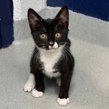Domestic Short Hair Cats Available for Adoption in Hampton Bays, New York - Katana | PetCurious