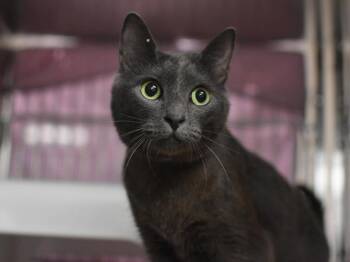 Stripes -  Domestic Short Hair Cat for Adoption in Portland, Oregon - Stripes | PetCurious