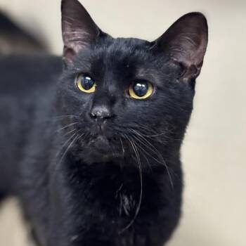 Rescue Domestic Short Hair Cats for Adoption in Batavia, New York - Reese | PetCurious