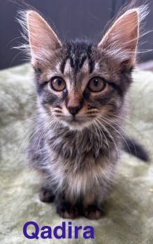 Rescue Domestic Medium Hair Cats for Adoption in Saint Francisville, Louisiana - Qudira | PetCurious