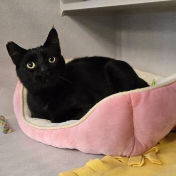 Curry -  Domestic Short Hair Cat for Adoption in Washougal, Washington - Curry | PetCurious