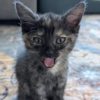 Alma -  Domestic Short Hair Cat for Adoption in Buffalo, Minnesota - Alma | PetCurious